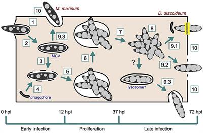 When Dicty Met Myco, a (Not So) Romantic Story about One Amoeba and Its Intracellular Pathogen